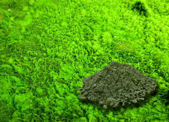 Spirulina alga kivonat por (Spirulina Algae Powder Extract)