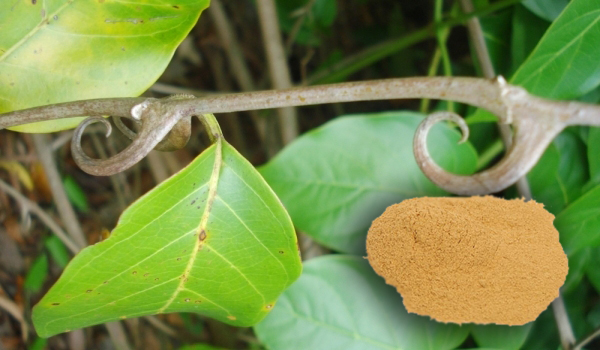 Macskakarom kivonat por (Uncaria Tomentosa)