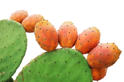 Nopal kaktusz kivonat por (Opuntia Cactus Extract)