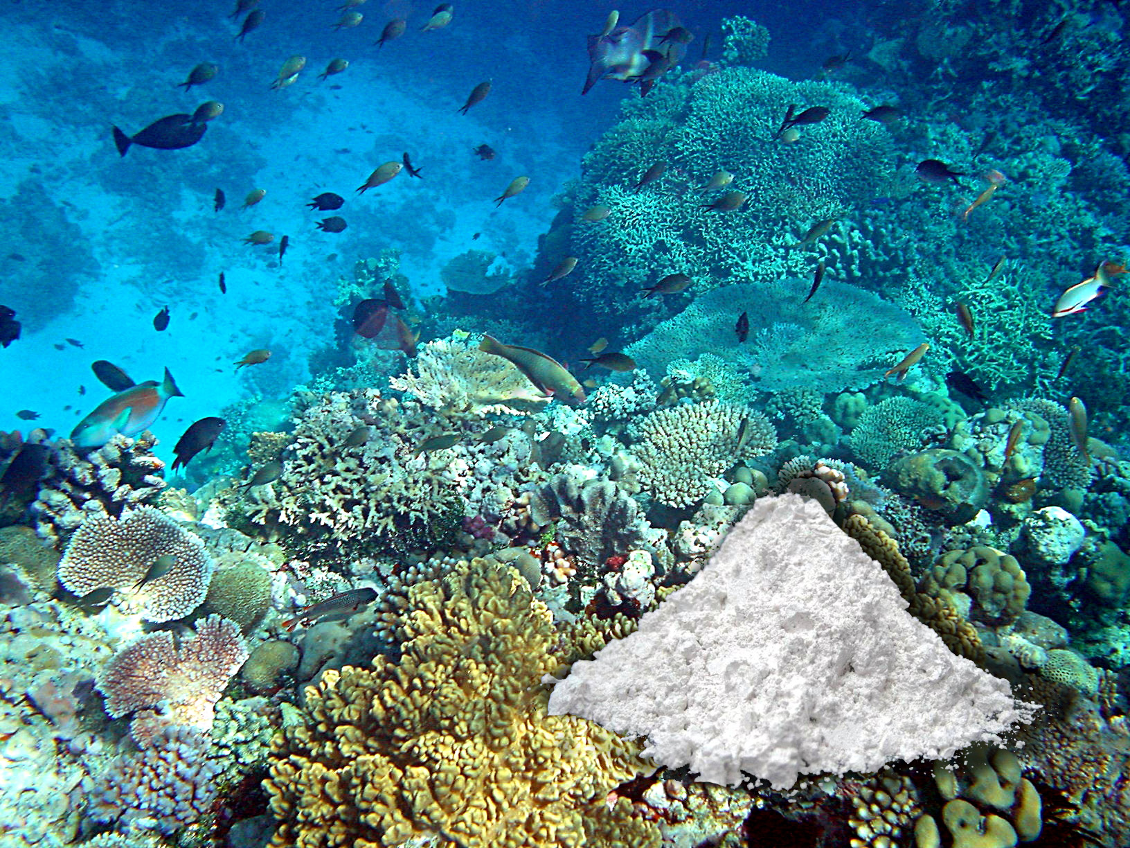 Természetes Korál Kálcium por (Natural Coral Calcium Powder)